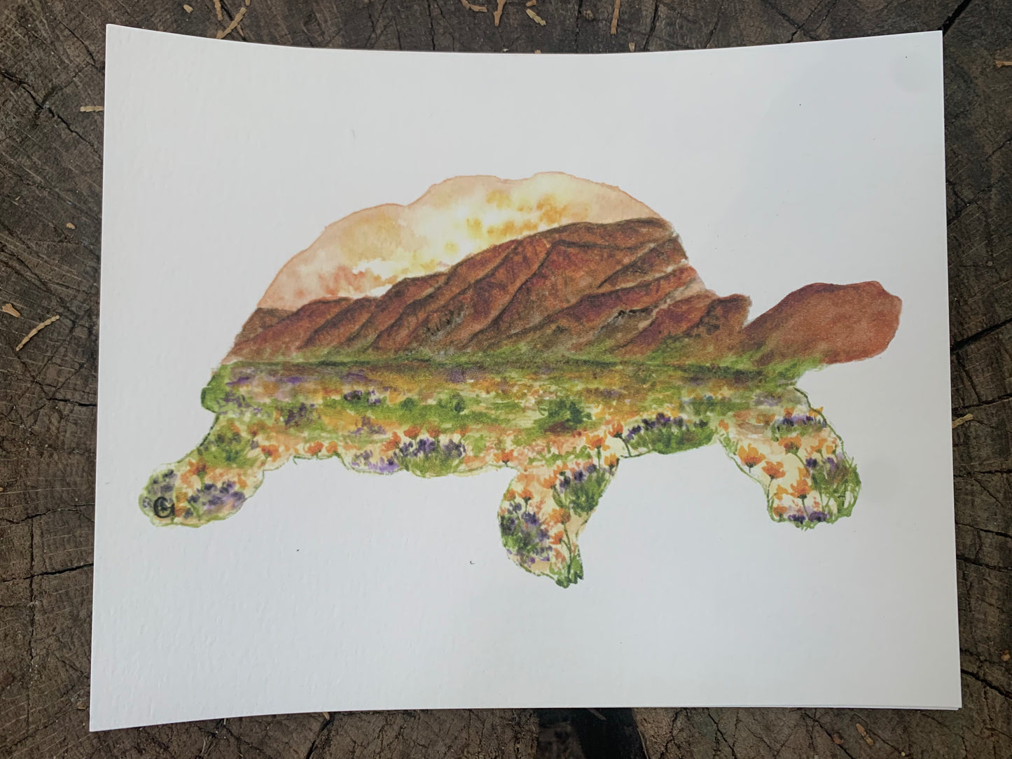 Desert Tortoise Print